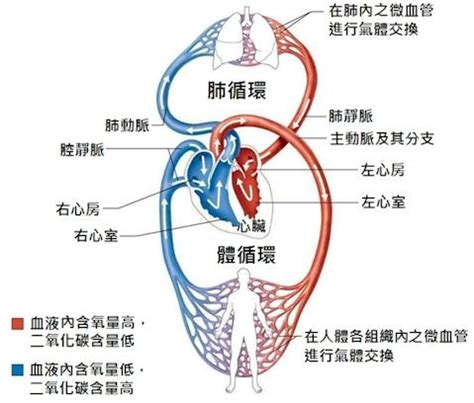 血液循环简图|体循环、肺循环搞不清，一篇教你搞定！